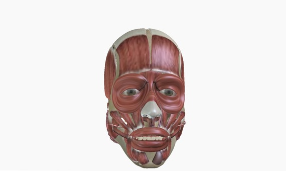 A 3D facial muscle anatomy model, with alternative text and validated descriptions for every learner