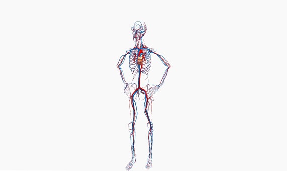 A 3D human circulatory and skeletal system model, ready to insert into a lesson