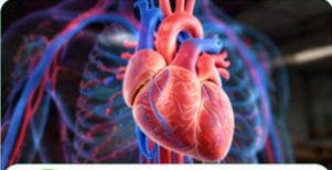 Anatomy of the human heart and circulatory system