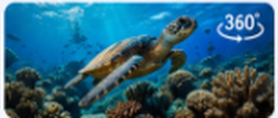 A sea turtle swimming over a coral reef in a 360° underwater scene